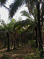 Obafemi Awolowo University Palm farm, Ile-Ife, Nigeria.