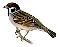 Tree Sparrow Passer montanus