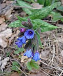 Pulmonaria affinis