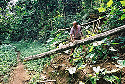 Sademetsää São Tomén saarella.