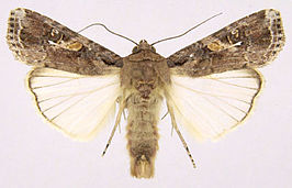 Spodoptera frugiperda