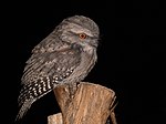 Tawny Frogmouth