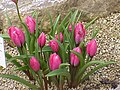 Tulipa pulchella