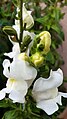 White snapdragon flower