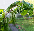 Corylus avellana 'Contorta'