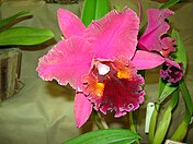 Rhyncholaeliocattleya Chia Lin