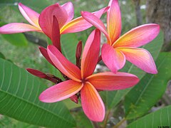 Plumeria rubra in Tahiti