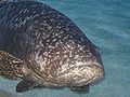 Epinephelus lanceolatus