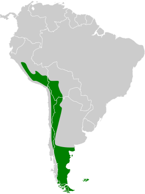 Description de l'image Lophonetta specularioides map.svg.