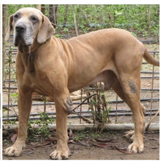 Original fila brasileiro