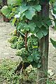 Junge Beeren (Semillon)