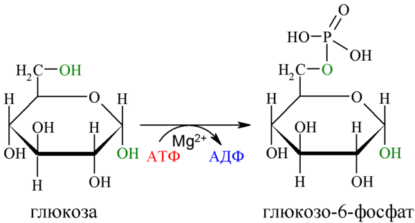 Links: Glucose, Rechts: Glucose-6-Phosphat