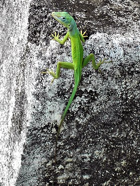 Anolis marmoratus speciosus