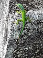 24. Anolis marmoratus speciosus, helyi anolisz a Guadeloupe-i Le Gosierben (javítás)/(csere)