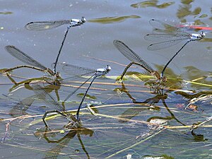 Powdered dancer males hover-guarding