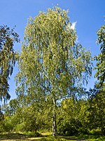 Бела бреза (Betula pendula)