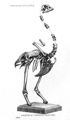 Skeleto de Cnemiornis calcitrans