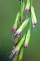 Acanthostyles buniifolius (Eupatorium buniifolium)