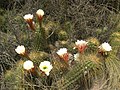 Echinopsis candicans, es una cactácea característica de esta formación. Cerro Arco, Mendoza, Argentina.