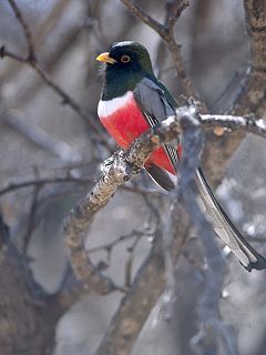 ♂ Trogon elegans