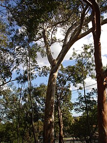 Eucalyptus leucoxylon.jpg