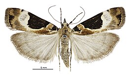 Eudonia aspidota