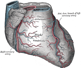 vooraanzicht met de arteria coronaria dextra en de ramus interventricularis anterior