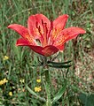 Lilie cibulkonosná (Lilium bulbiferum subsp. bulbiferum)