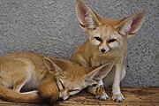 Fenneks