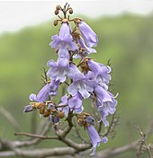 Grappe de fleurs tubulaires mauves