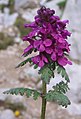 Contoh perbungaan bracteate pada Pedicularis verticillata.