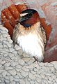 Cliff Swallow