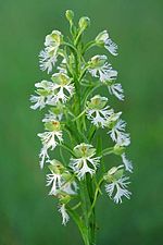 Miniatura para Platanthera leucophaea