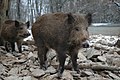 dins l' bwès el France