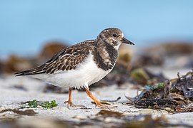 On Heligoland, North Sea