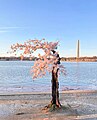 Stumpy, a small tree that went viral on the internet in 2020 and uprooted in 2024.[32]