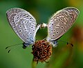 Tiny Grass Blue, (Zizula gaika) @ Bangalore, India.