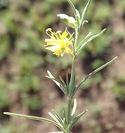 Vahlia capensis.