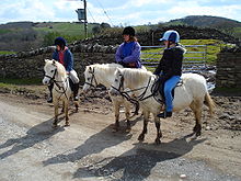 Trois poneys gris montés par des jeunes.