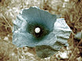 Papaver rhoeas