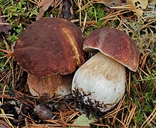 Le Cèpe des pins (Boletus pinophilus)