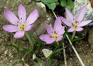 <center>Colchicum cupanii</center>