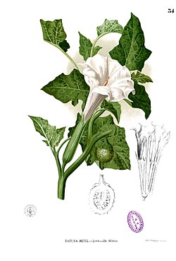 Datura metel.