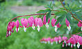 Dicentra ili Lamprocapnos spectabilis