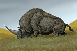 Sibirinis elasmoterijus Elasmotherium sibiricum