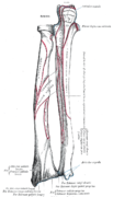 Posterior surface of radius (at left)