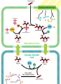 Image 28The C4 carbon concentrating mechanism (from Evolutionary history of plants)