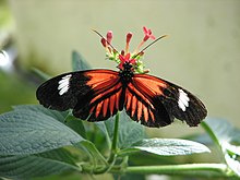 Heliconius melpomene.jpg