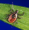 Ixodes scapularis, un des vecteurs de la maladie de Lyme