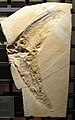 細椎阿戈爾魚龍（Aegirosaurus leptospondylus）